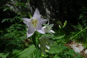 59 Campanula selvatica bianca(Campanula trachelium)..